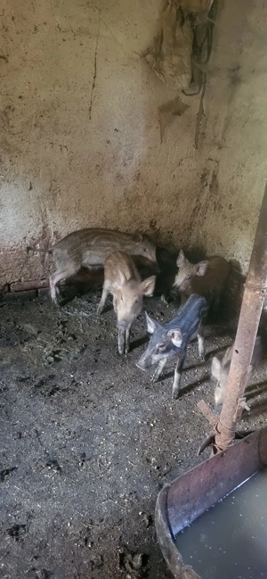 Purcei mistreț rasă pură - imagine 4 Purcei mistreț rasă pură - imagine 4