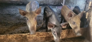 Purcei mistreț rasă pură - imagine 3 Purcei mistreț rasă pură - imagine 3