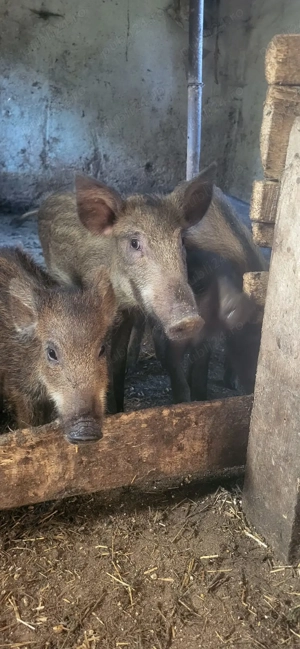 Purcei mistreț rasă pură - imagine 5 Purcei mistreț rasă pură - imagine 5