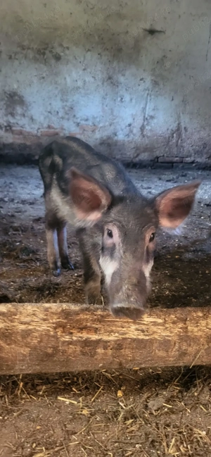 Purcei mistreț rasă pură - imagine 2 Purcei mistreț rasă pură - imagine 2