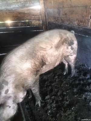 vier 1 an jumătate  - imagine 2