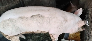 Porci de carne - imagine 3