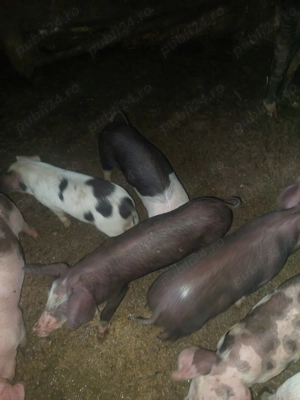 vand purcei de 6 saptamani  - imagine 2