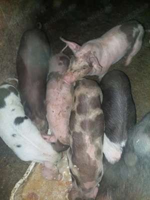 vand purcei de 6 saptamani 