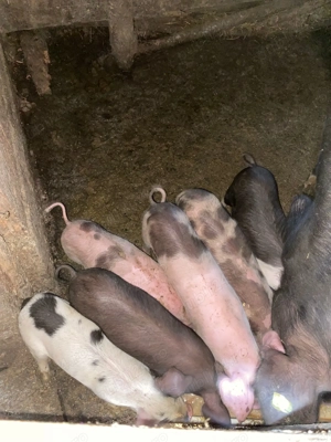 vand purcei de 6 saptamani  - imagine 3