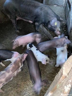 vand purcei de 6 saptamani  - imagine 4