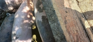 Vând porcii la 15 lei  kg - imagine 4 Vând porcii la 15 lei  kg - imagine 4