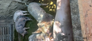 Vând porcii la 15 lei  kg - imagine 2 Vând porcii la 15 lei  kg - imagine 2