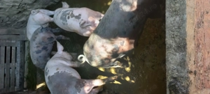 Vând porcii la 15 lei  kg - imagine 3 Vând porcii la 15 lei  kg - imagine 3