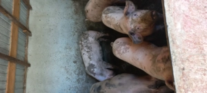 Vând porcii la 15 lei  kg - imagine 5 Vând porcii la 15 lei  kg - imagine 5