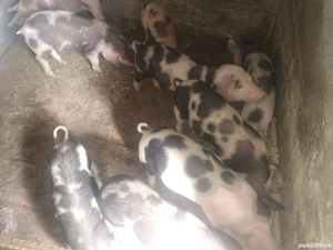 Purcei de carne - imagine 3