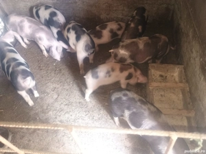 Purcei de carne - imagine 4