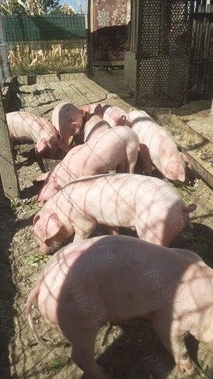 Purcei de vanzare  - imagine 5