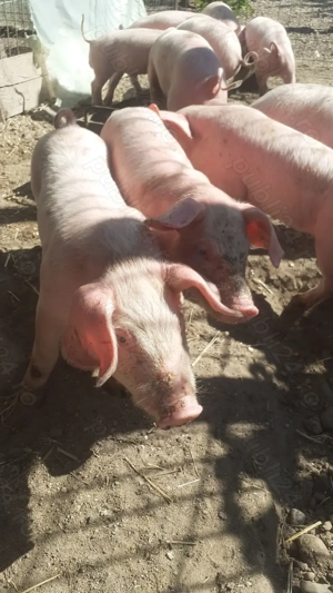 Purcei de vanzare  - imagine 4