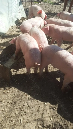 Purcei de vanzare  - imagine 3