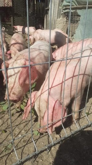 Purcei de vanzare  - imagine 2