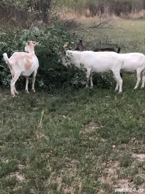 capre romanesti  - imagine 2