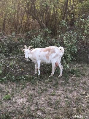 capre romanesti  - imagine 3