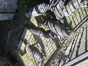 Purcei de vânzare  - imagine 2 Purcei de vânzare  - imagine 2