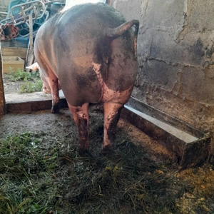 Vând scroafă Pietrain  - imagine 2 Vând scroafă Pietrain  - imagine 2