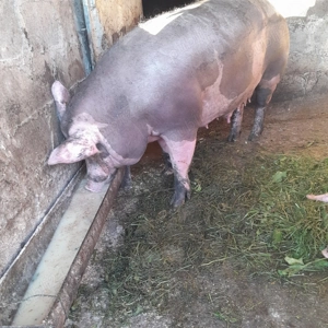 Vând scroafă Pietrain 