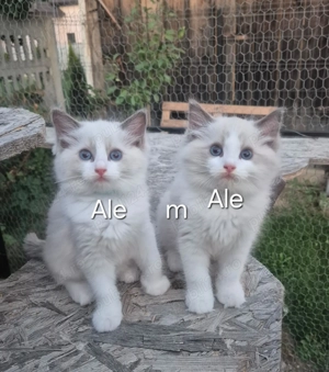 Ragdoll Blue Bicolor