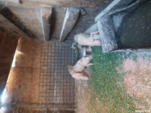 vand purcei  5  bucati