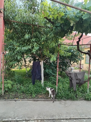 Casa de vinzare in Recas,jud Timis - imagine 5