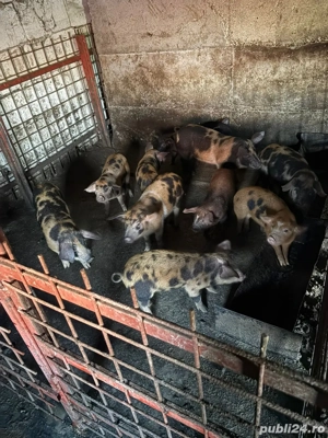 Vand purcei! - imagine 3 Vand purcei! - imagine 3