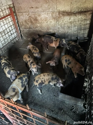 Vand purcei! - imagine 2 Vand purcei! - imagine 2