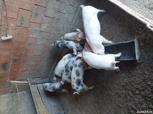 vînd purcei - imagine 2