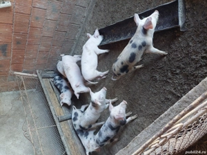 vînd purcei - imagine 3