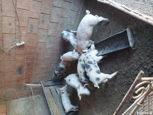 vînd purcei - imagine 4