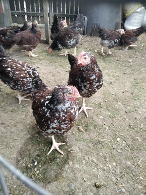 cocosei Sussex Portelan - imagine 2 cocosei Sussex Portelan - imagine 2