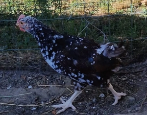 cocosei Sussex Portelan - imagine 4 cocosei Sussex Portelan - imagine 4