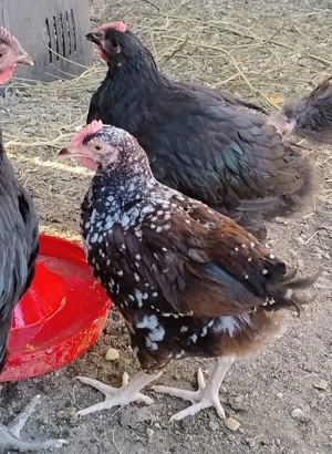 cocosei Sussex Portelan - imagine 3 cocosei Sussex Portelan - imagine 3