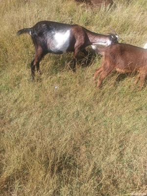 capră și ieduțe  - imagine 2