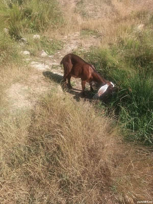 capră și ieduțe  - imagine 3