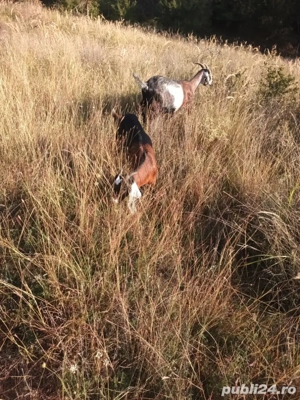 capră și ieduțe  - imagine 4