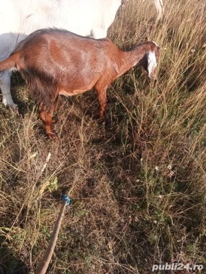 capră și ieduțe  - imagine 5