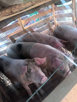 Vind porci de la 80 130 kg - imagine 2 Vind porci de la 80 130 kg - imagine 2