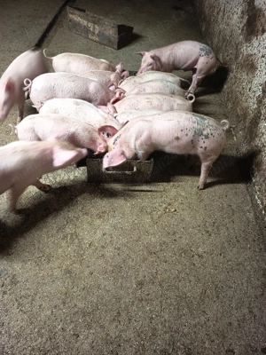 Purcei landrace cu pietrain 3 luni