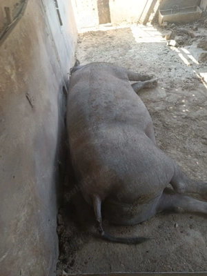 Porc de vânzare.   livezile mehedinți