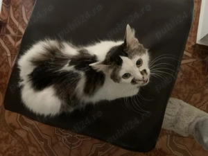 donez pisica blanoasa