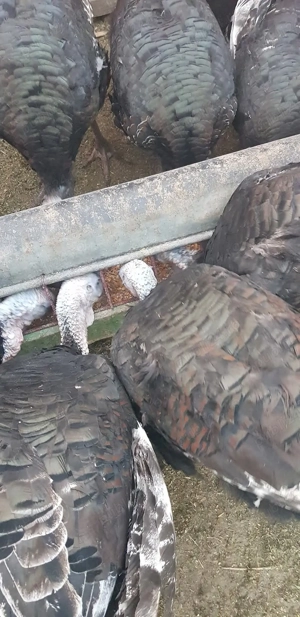 Vând curcani țară 