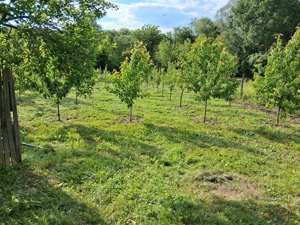 Defrișări terenuri 