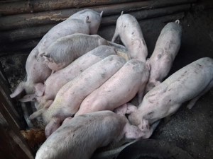 Vând purcei  - imagine 3