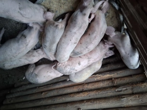 Vând purcei  - imagine 4