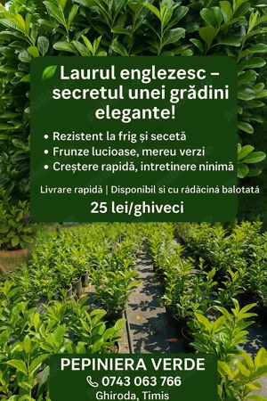  De vânzare Laur englezesc 