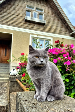 Proprietate cu casa traditionala si teren generos, Bran Poarta, 4000mp - imagine 2